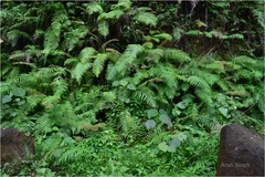Blechnum orientale
